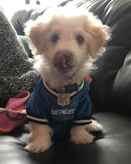 male-maltipoo-in-football-jersey
